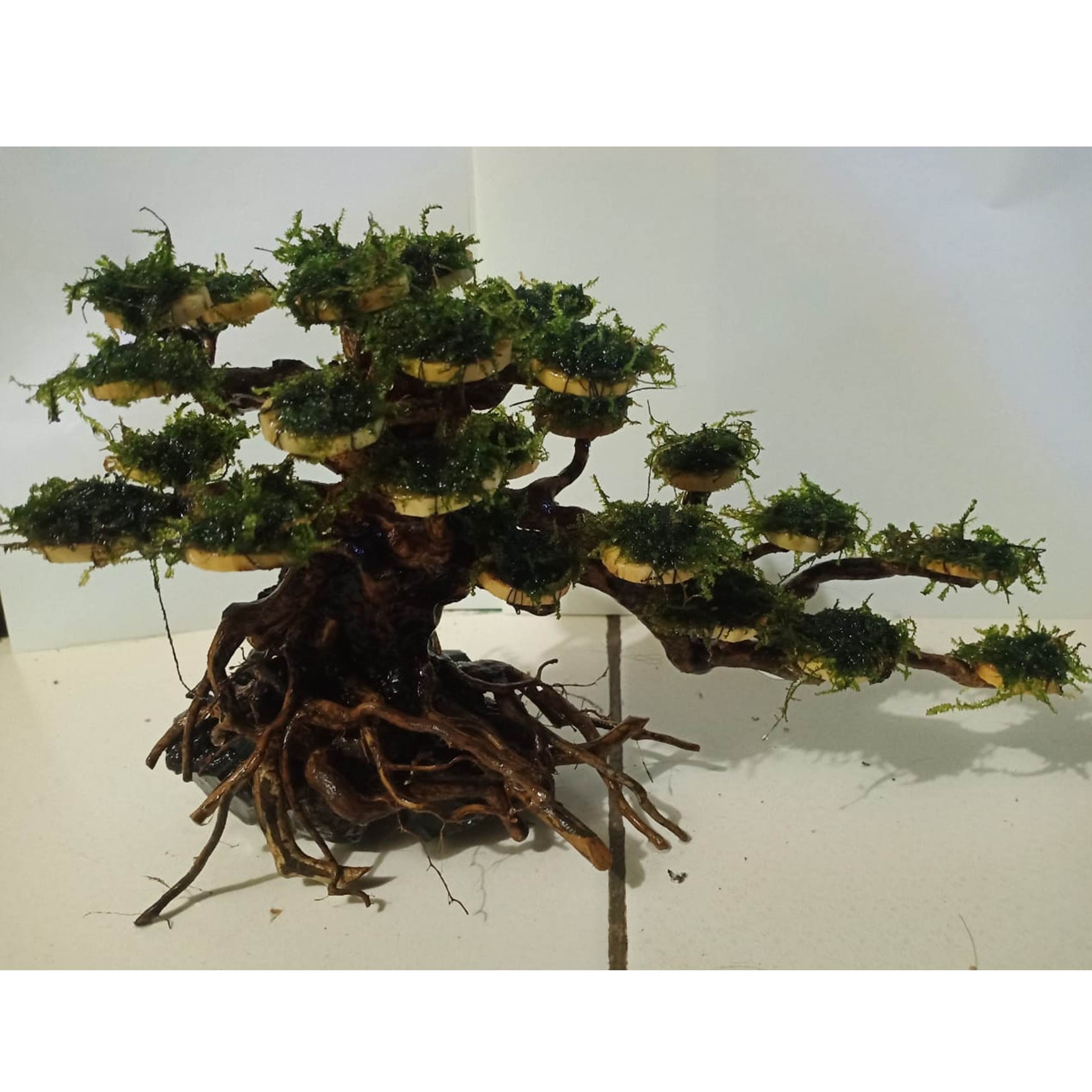 Detail Bonsai Waru Doyong Nomer 49