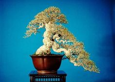 Detail Bonsai Waru Doyong Nomer 50