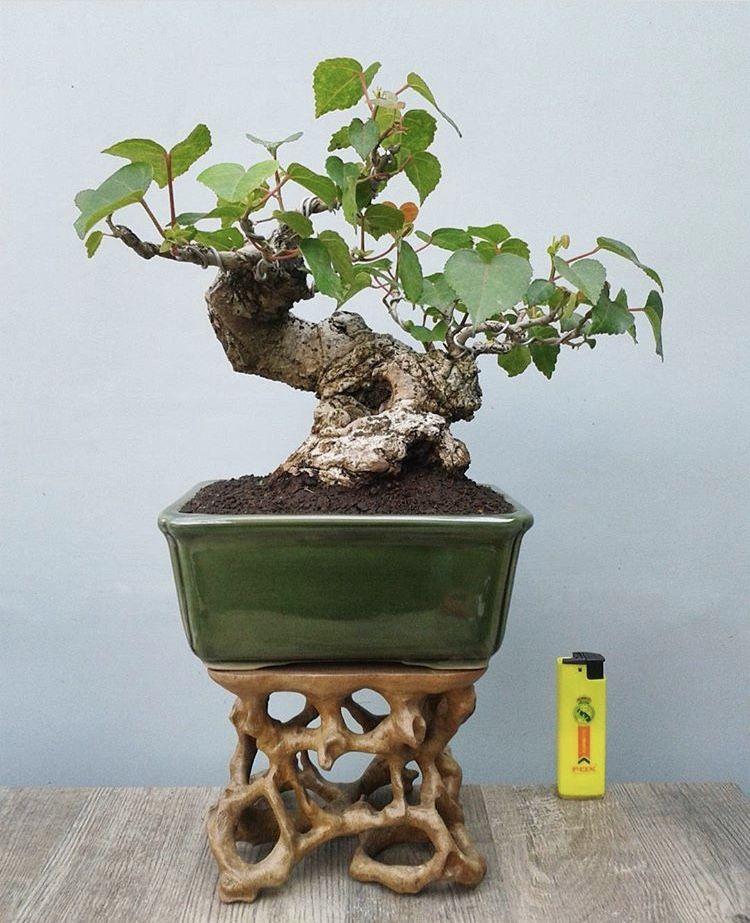Detail Bonsai Waru Doyong Nomer 51