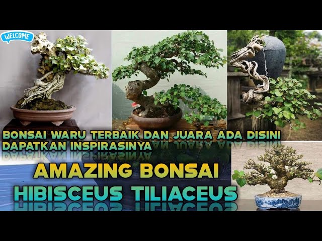 Detail Bonsai Waru Doyong Nomer 52