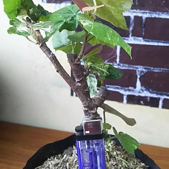 Detail Bonsai Waru Doyong Nomer 53
