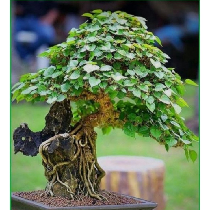 Detail Bonsai Waru Doyong Nomer 54