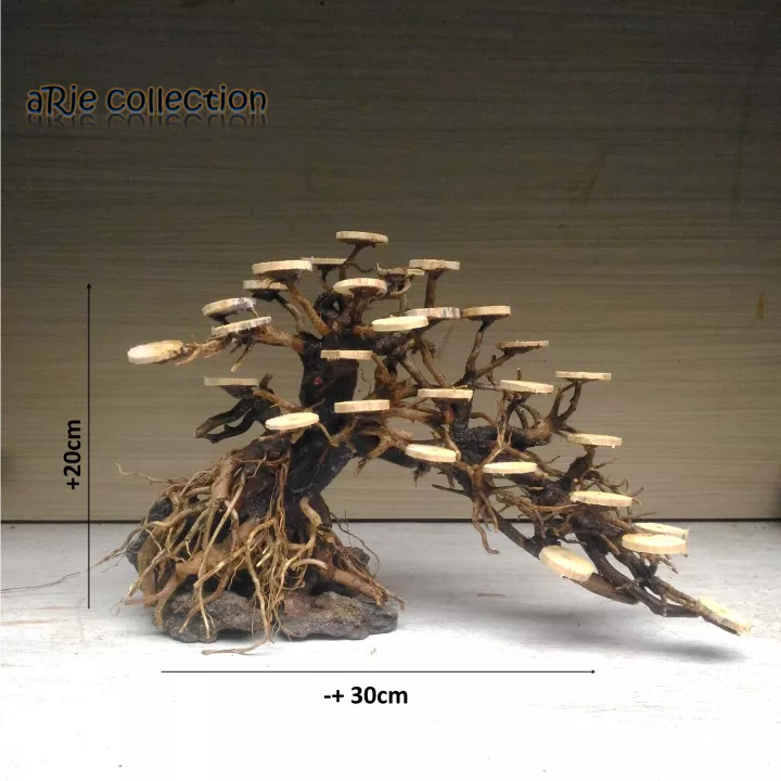 Detail Bonsai Waru Doyong Nomer 55