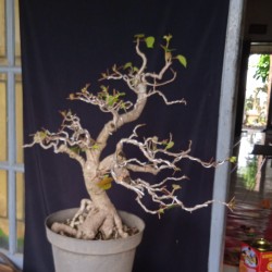 Detail Bonsai Waru Doyong Nomer 56