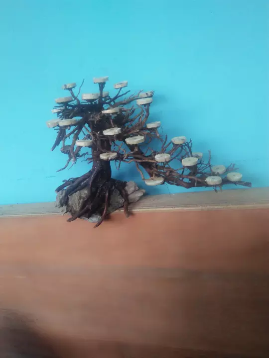 Detail Bonsai Waru Doyong Nomer 57