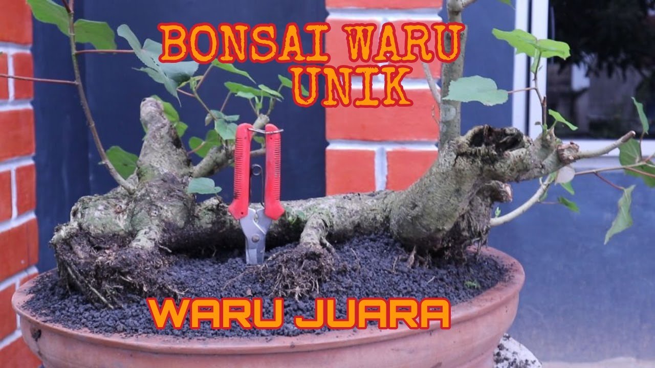 Detail Bonsai Waru Doyong Nomer 7