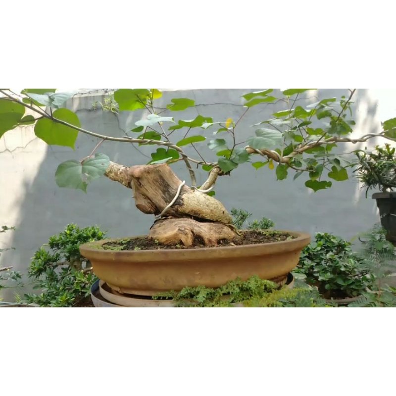 Detail Bonsai Waru Doyong Nomer 8