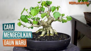 Detail Bonsai Waru Doyong Nomer 10