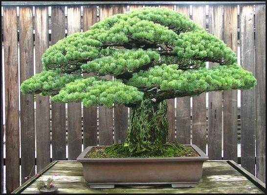 Detail Bonsai Yang Paling Mahal Nomer 16