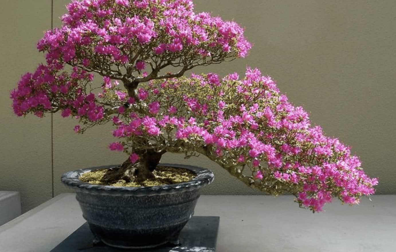 Detail Bonsai Yang Paling Mahal Nomer 21