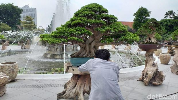 Detail Bonsai Yang Paling Mahal Nomer 39