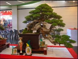 Detail Bonsai Yang Paling Mahal Nomer 42