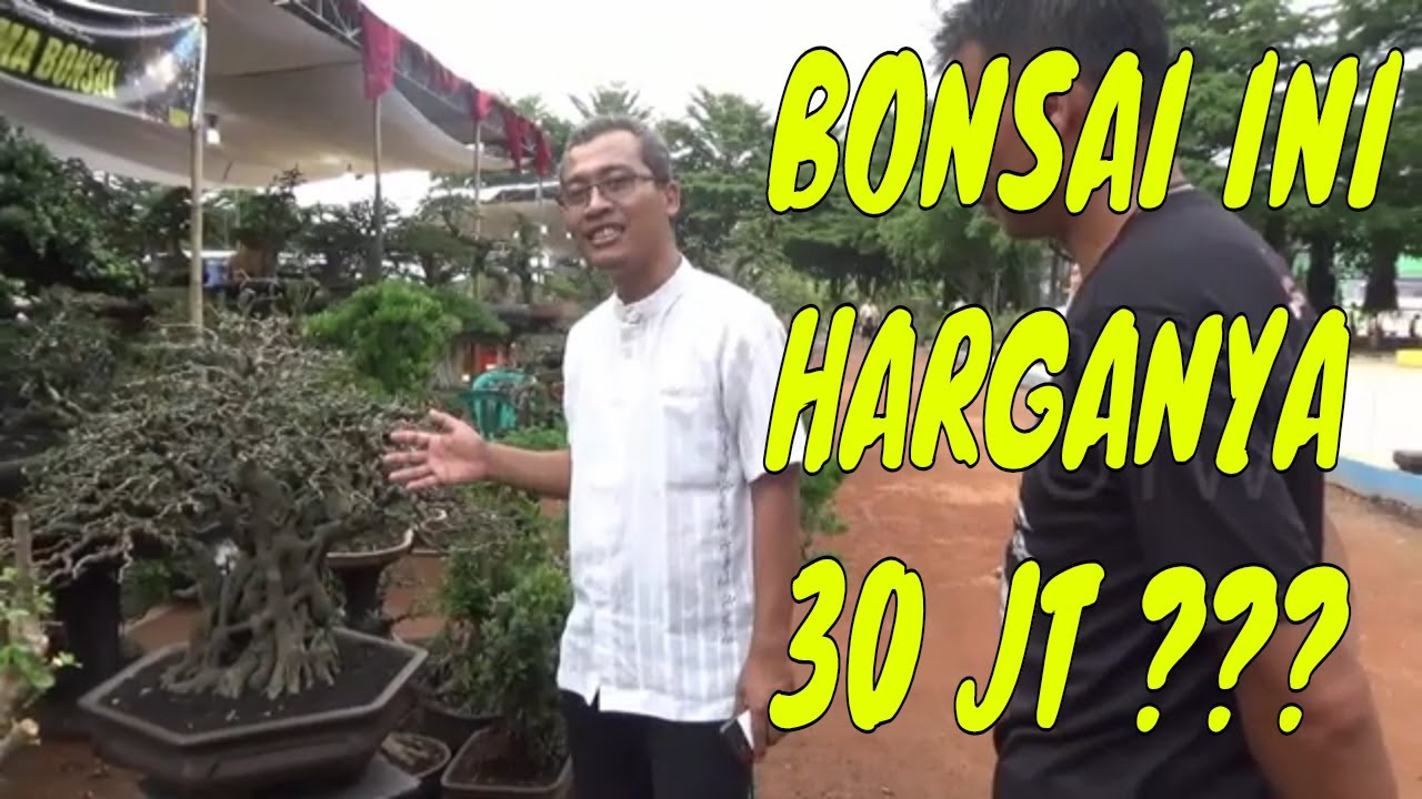 Detail Bonsai Yang Paling Mahal Nomer 45