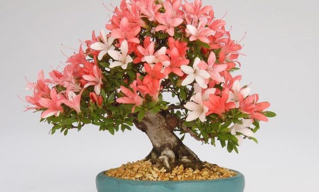 Detail Bonsai Yang Paling Mahal Nomer 50