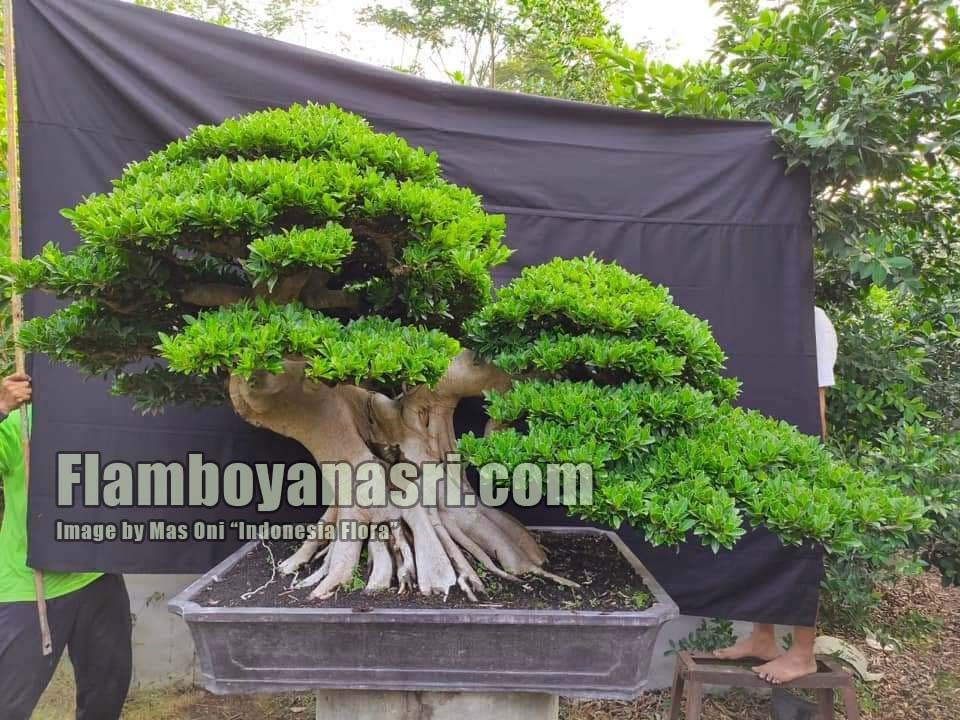 Detail Bonsai Yang Paling Mahal Nomer 52