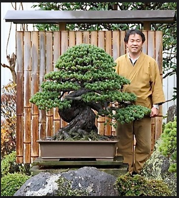 Detail Bonsai Yang Paling Mahal Nomer 8