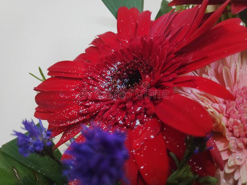 Detail Bookey Of Flowers Nomer 32