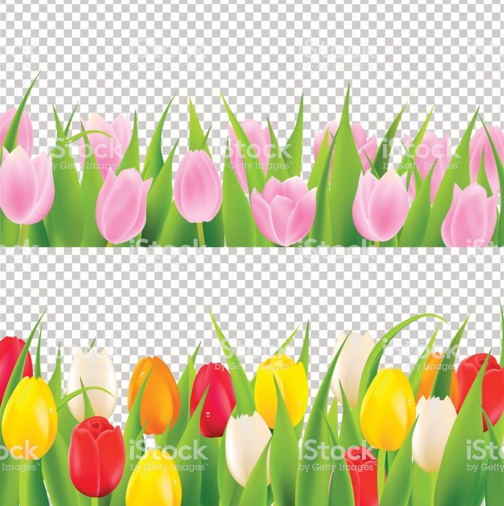 Detail Border Bunga Tulip Nomer 16