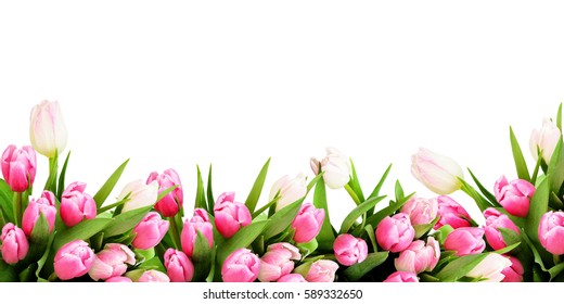 Detail Border Bunga Tulip Nomer 4