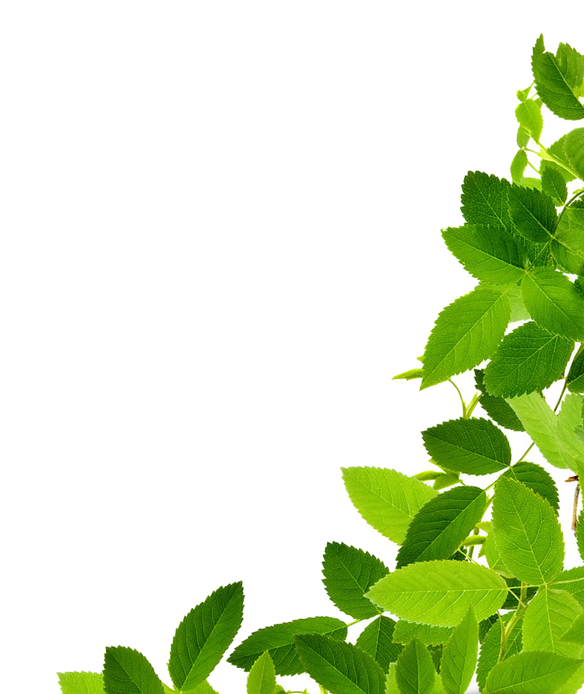 Detail Border Daun Png Nomer 25