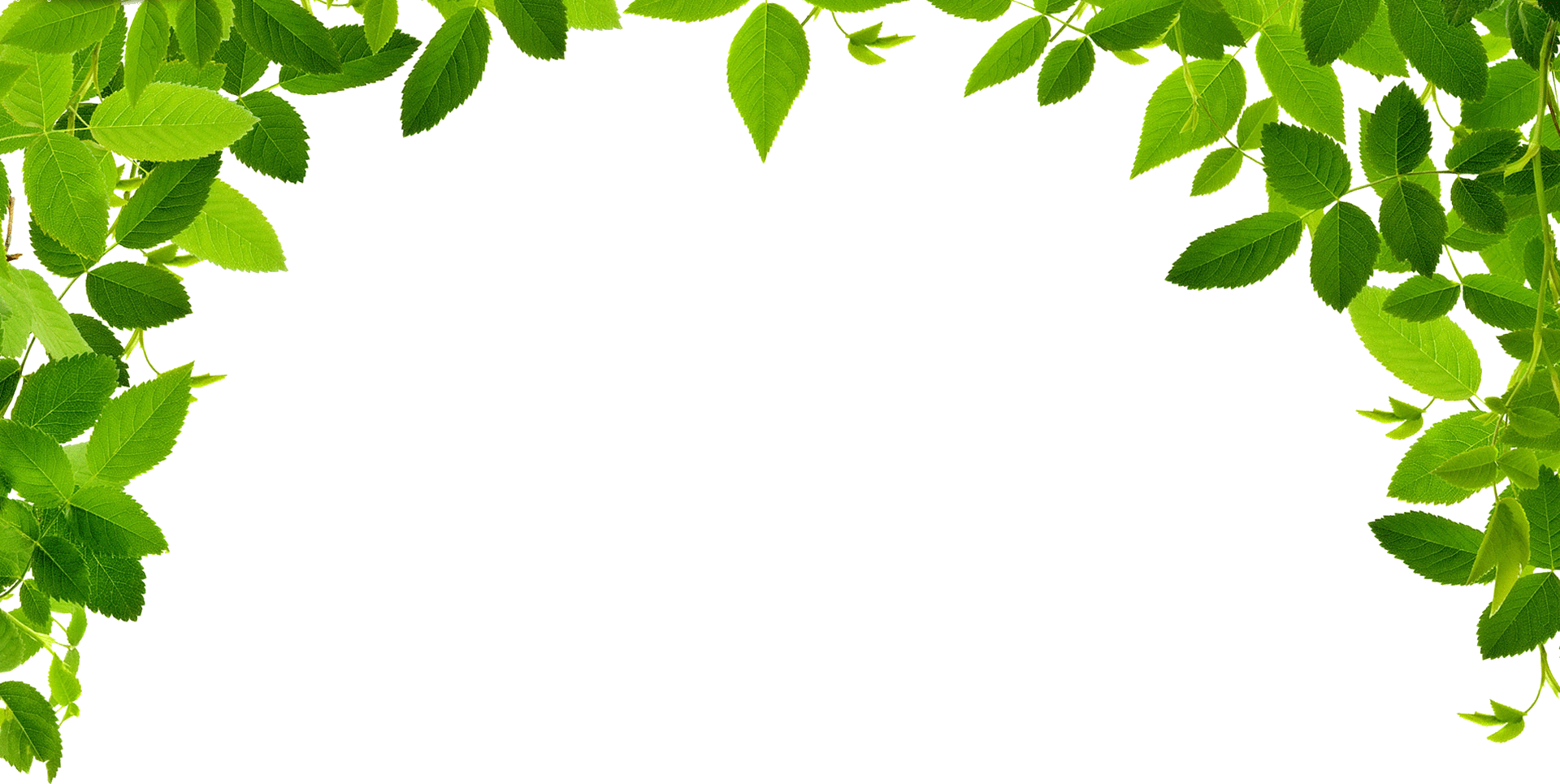 Detail Border Daun Png Nomer 9