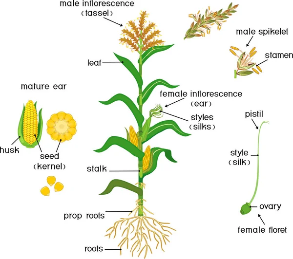 Detail Botani Tanaman Jagung Nomer 6