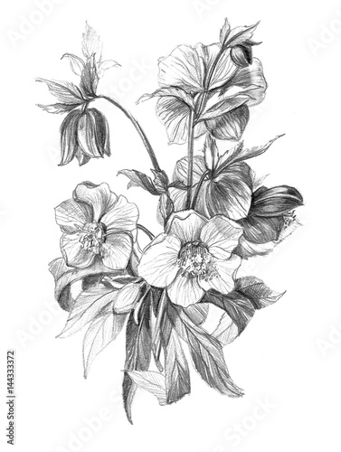 Detail Bouquet Of Flowers Pencil Drawing Nomer 11