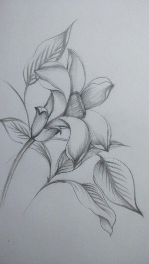 Detail Bouquet Of Flowers Pencil Drawing Nomer 51