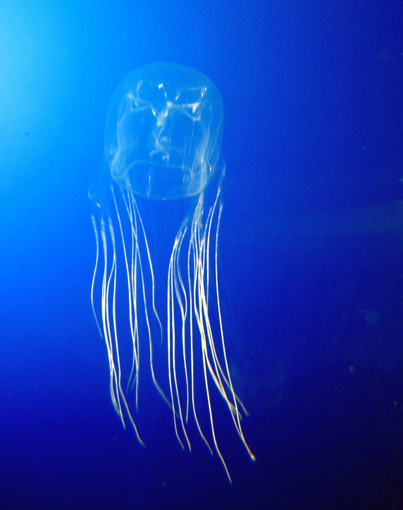 Box Jellyfish Pic - KibrisPDR