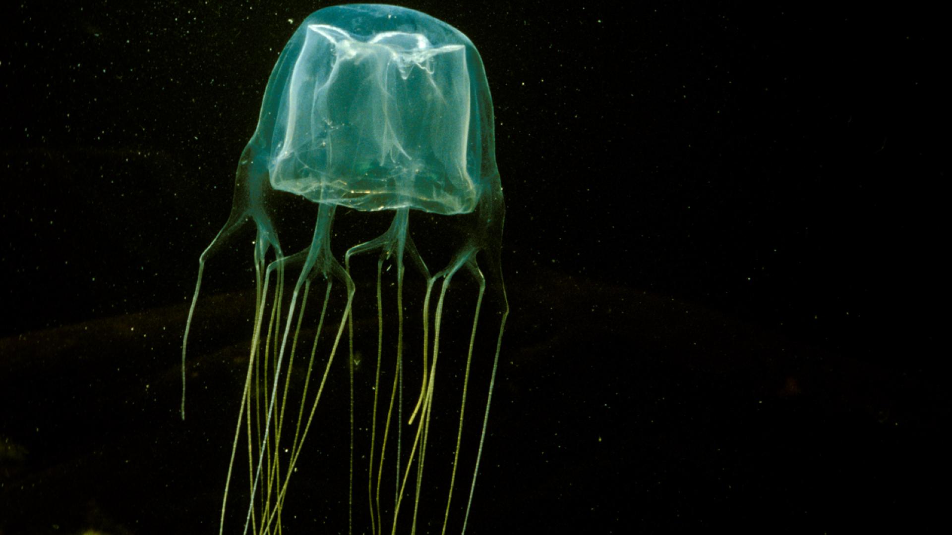 Detail Box Jellyfish Pic Nomer 11