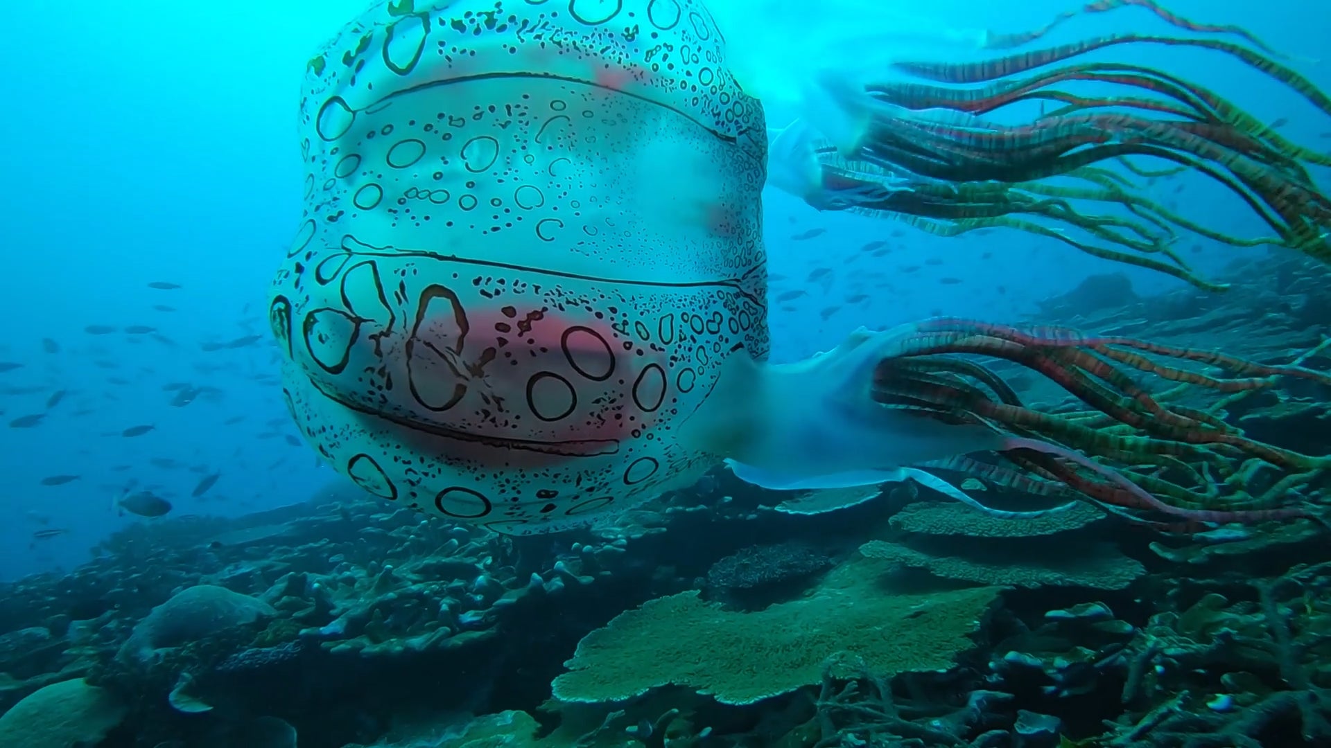 Detail Box Jellyfish Pic Nomer 24