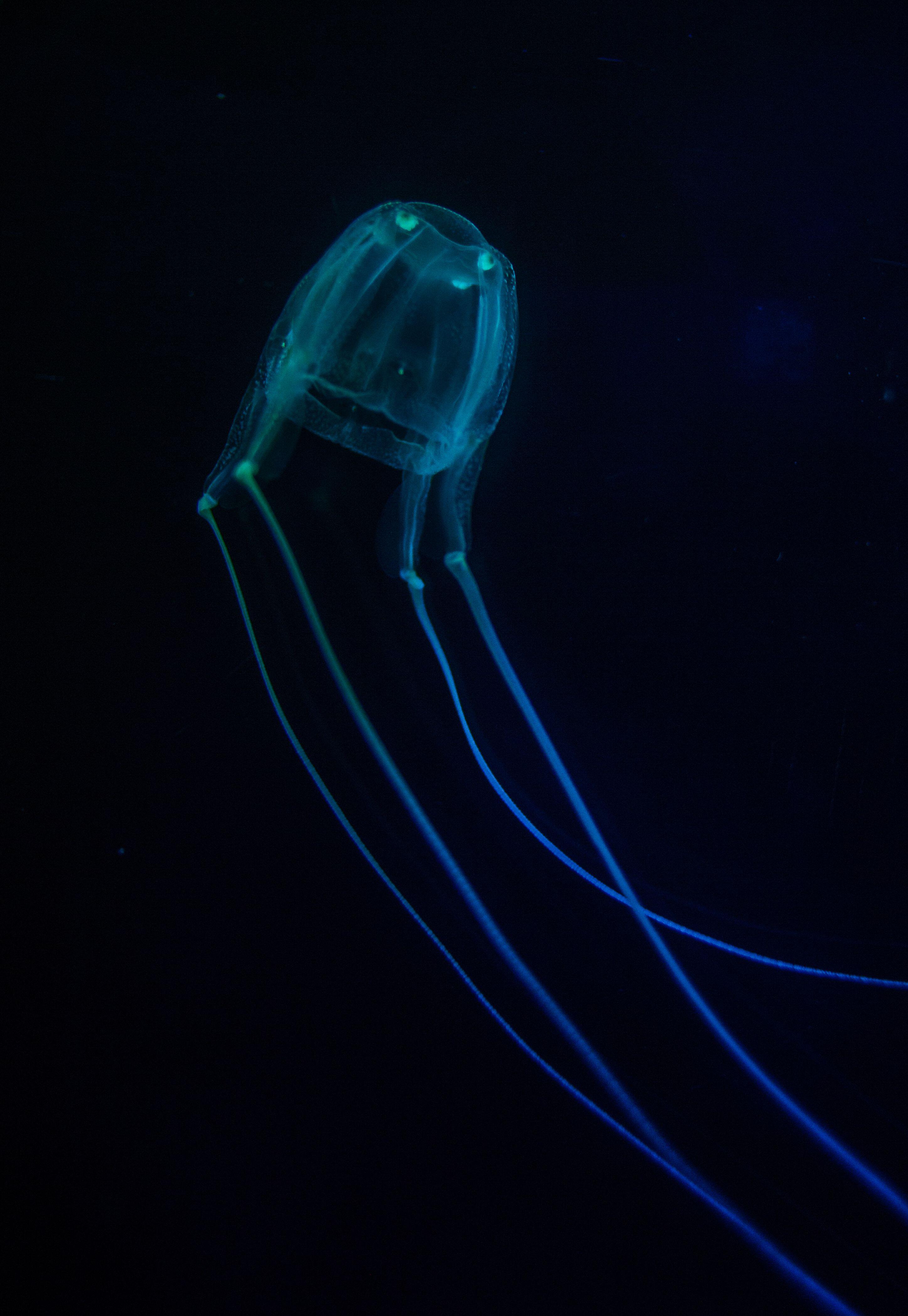 Detail Box Jellyfish Pic Nomer 27