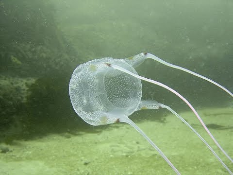 Detail Box Jellyfish Pic Nomer 43