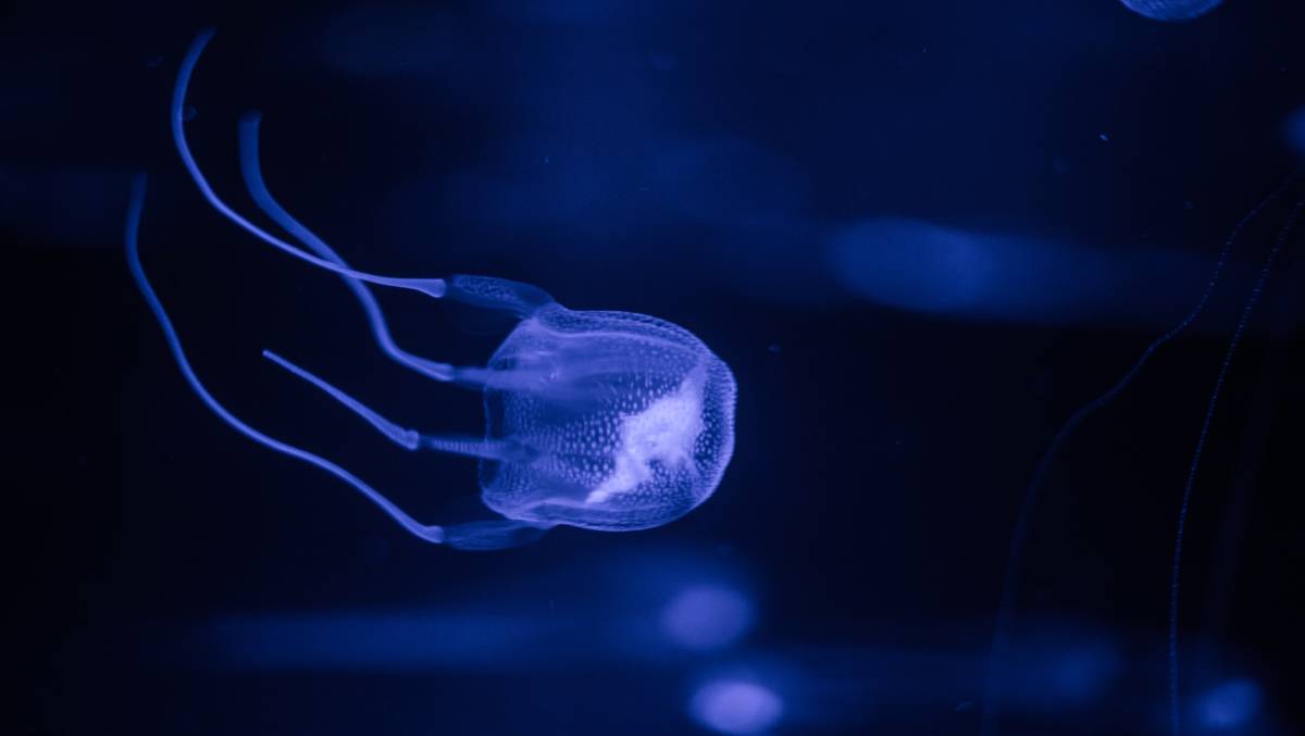 Detail Box Jellyfish Pic Nomer 55