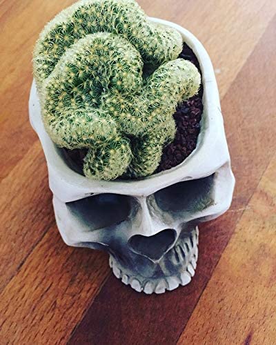 Brain Cactus In Skull Pot - KibrisPDR