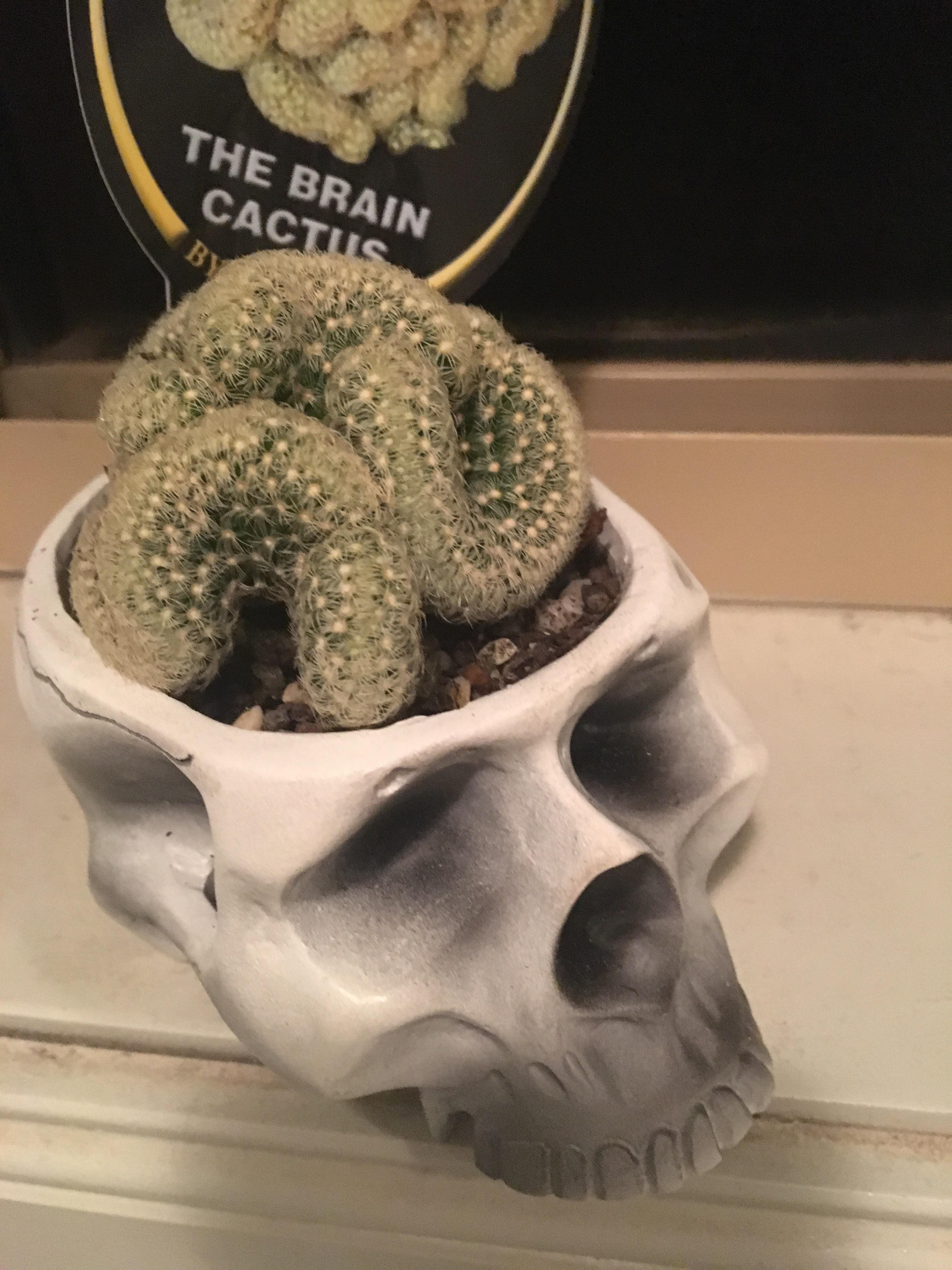 Detail Brain Cactus In Skull Pot Nomer 13