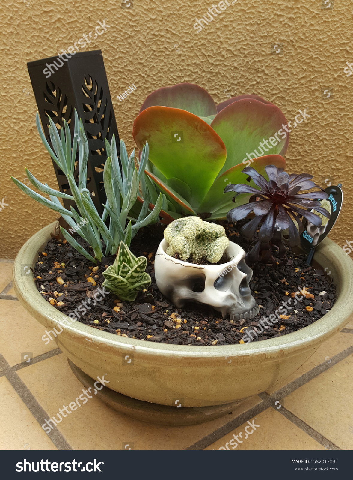 Detail Brain Cactus In Skull Pot Nomer 15