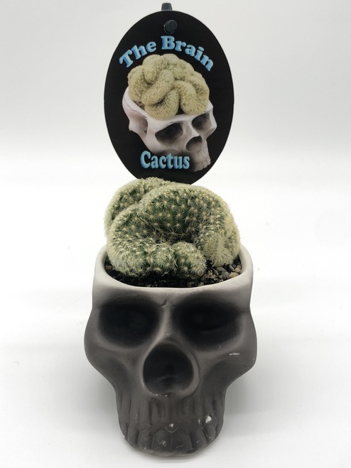 Detail Brain Cactus In Skull Pot Nomer 17