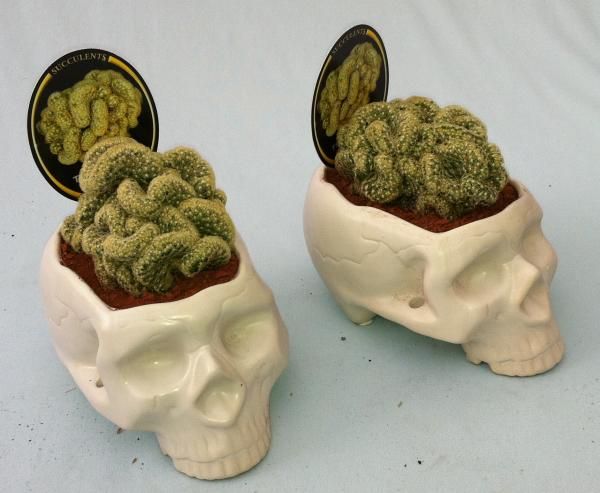 Detail Brain Cactus In Skull Pot Nomer 3