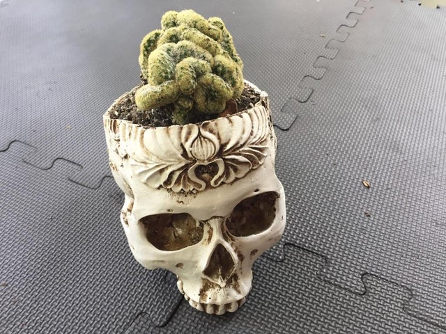 Detail Brain Cactus In Skull Pot Nomer 23