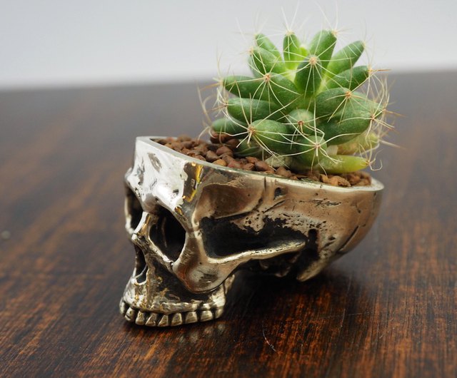 Detail Brain Cactus In Skull Pot Nomer 27