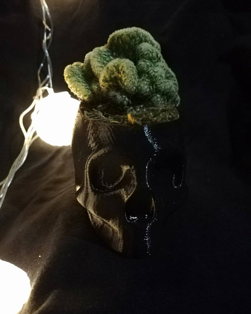 Detail Brain Cactus In Skull Pot Nomer 30