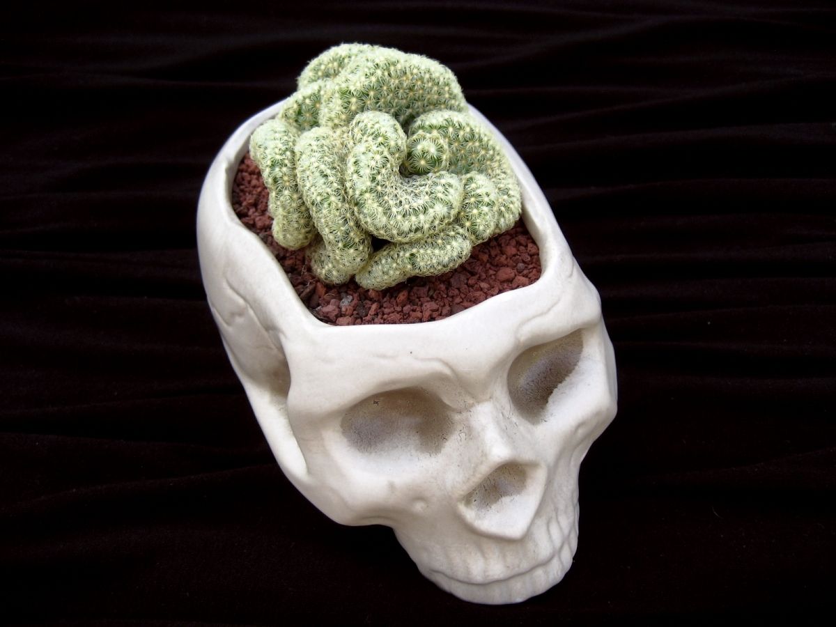 Detail Brain Cactus In Skull Pot Nomer 4