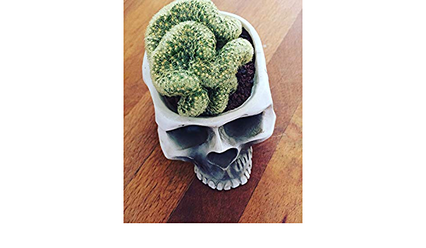 Detail Brain Cactus In Skull Pot Nomer 31