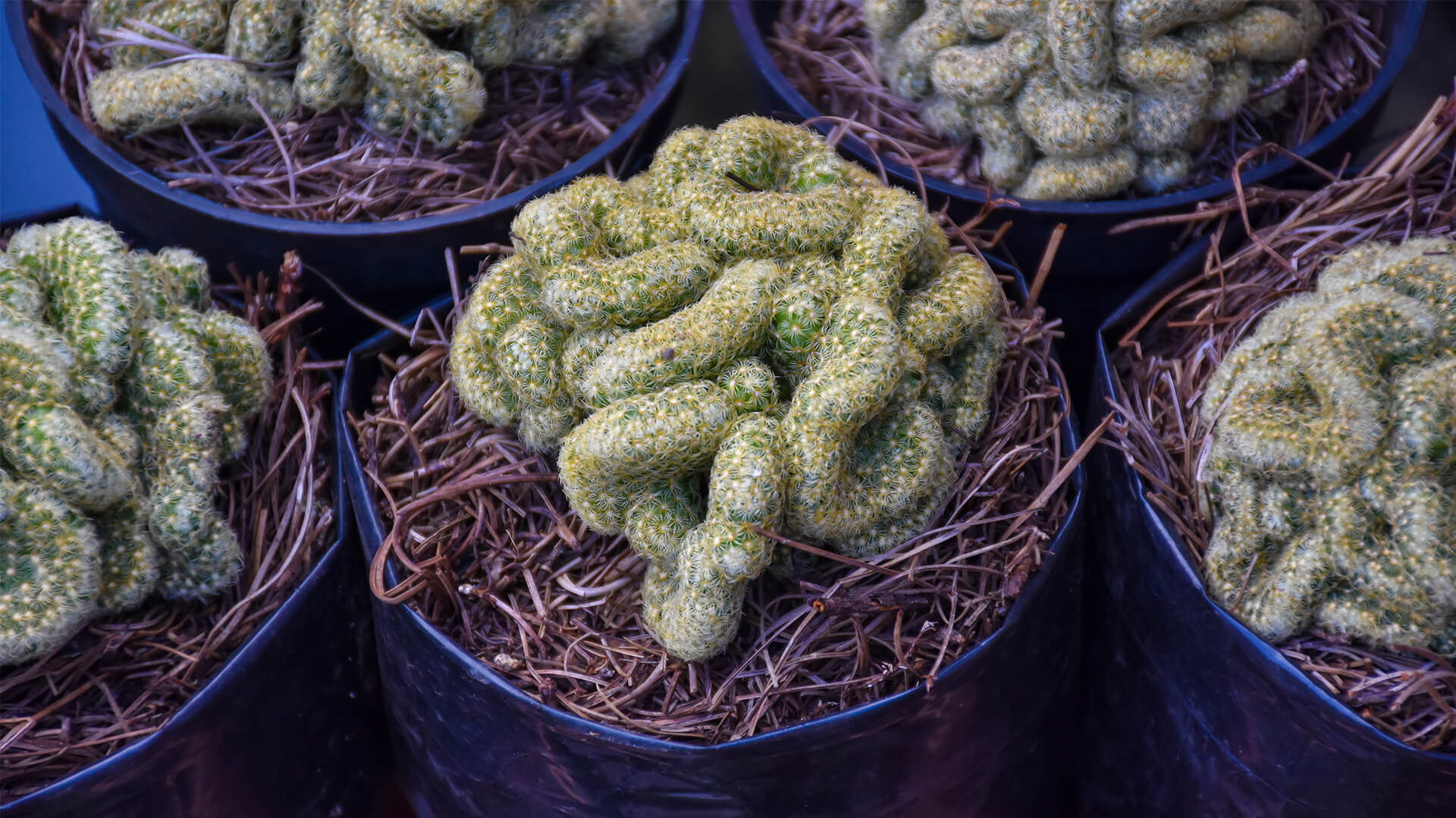 Detail Brain Cactus In Skull Pot Nomer 34