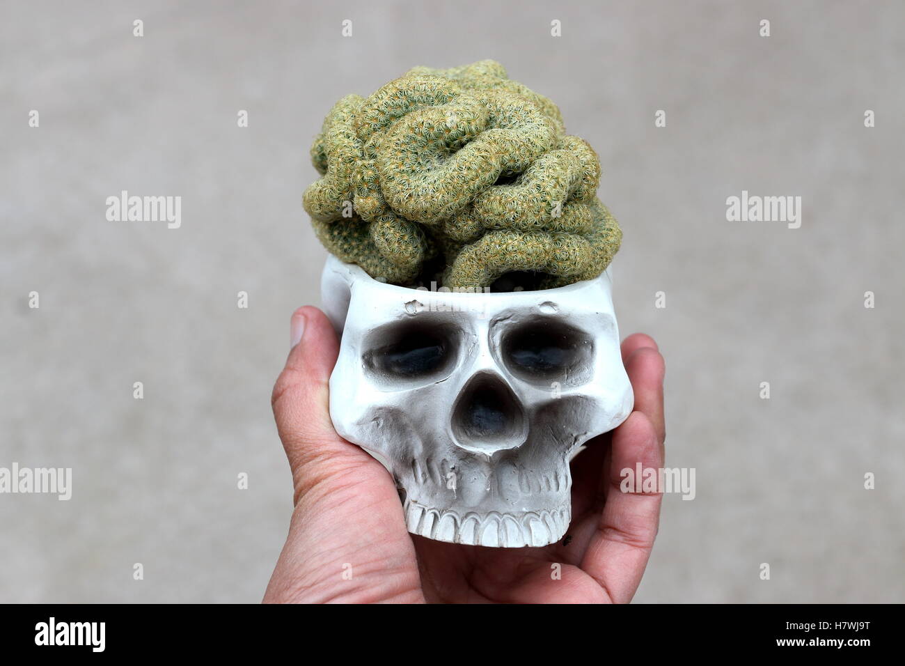 Detail Brain Cactus In Skull Pot Nomer 44