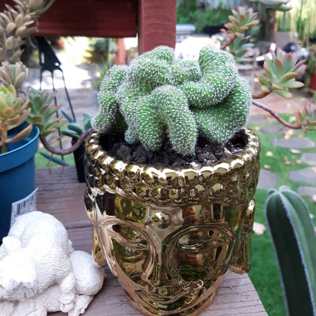 Detail Brain Cactus In Skull Pot Nomer 46