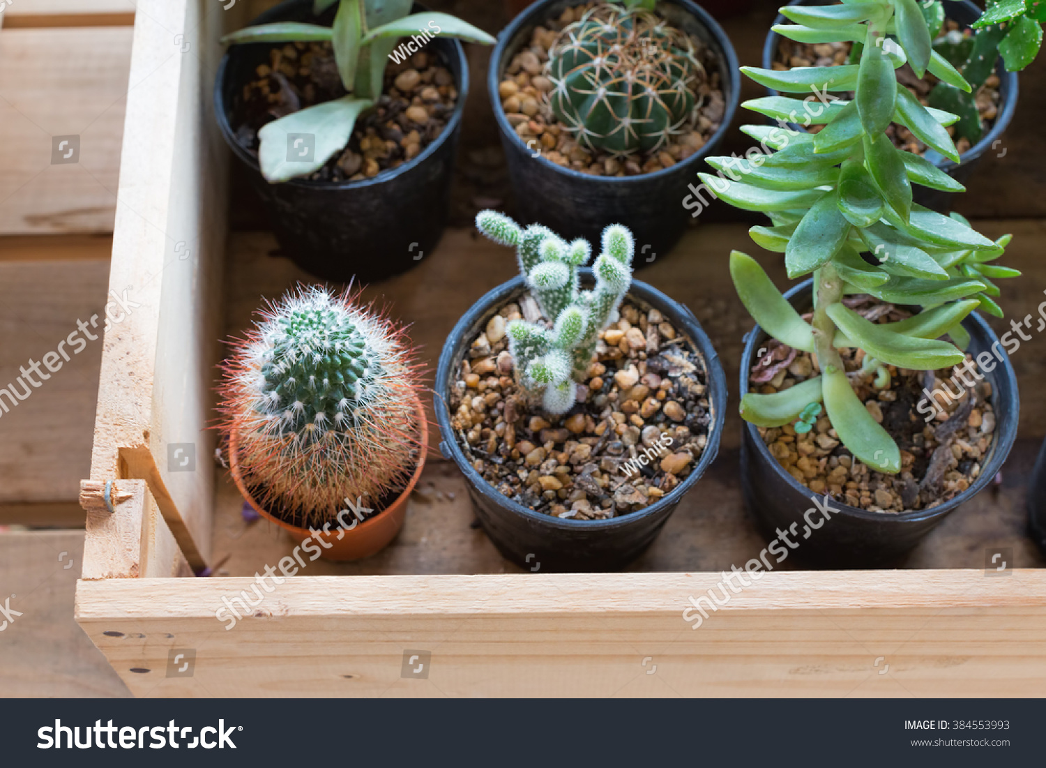 Detail Brain Cactus In Skull Pot Nomer 47