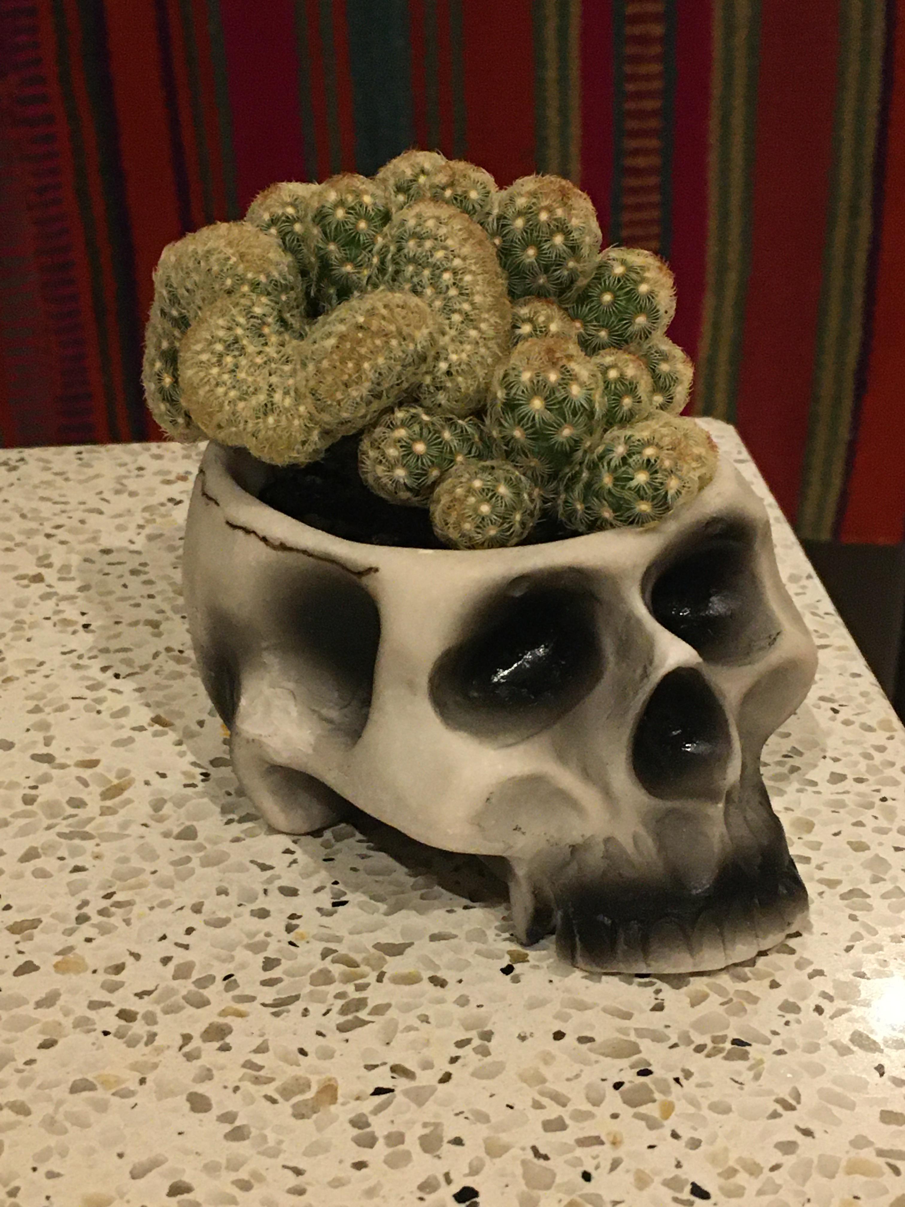 Detail Brain Cactus In Skull Pot Nomer 6