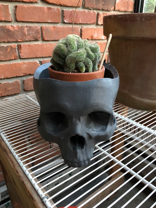 Detail Brain Cactus In Skull Pot Nomer 50